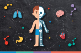 Cartoon of a human boy. On the left side of his body, you see his face, skin, and shorts. On his right side, you see his skeleton. He is surrounded by images of his brain, lungs, heart, and stomach on a black background